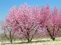 Prunus persica donut